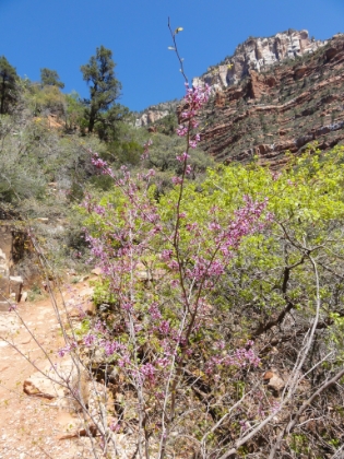 There wasn't a whole lot of color at the lower elevations, but the wildflowers are starting to appear now.