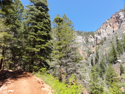 The trail starts to transition between climate zones just below 7000', much like the Cactus to Clouds trail. There is now less and less desert and chapparal and more pine and aspen. It's a good thing the surroundings are beautiful, because I'm starting to fade fast. This section of trail is steep, the oxygen is starting to get a bit thinner, and I've been moving non-stop since Cottonwood Camp. My uphill jog slowly turned into a power hike, which has since lost its power. I'm getting a cramp in my left quad, and I'm staring at the altimeter counting down the elevation until I hit the rim. It looks so close, but it's still 1200' above me!