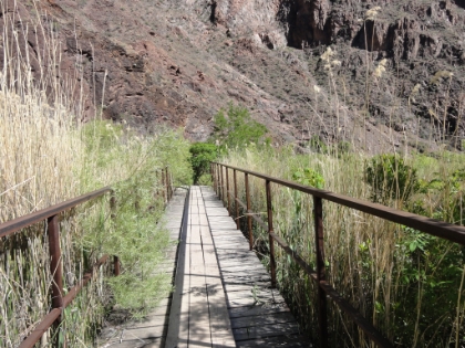 A bridge through the meadows, presumably to keep them from getting trampled.