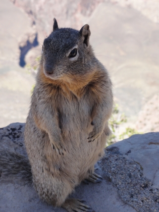 A very photogenic squirrel.