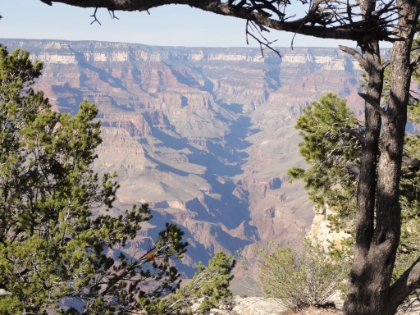 A look straight down Bright Angel Canyon as the late afternoon sun is getting low. We ended-up walking all the way to the El Tovar hotel where we had an excellent lunch.