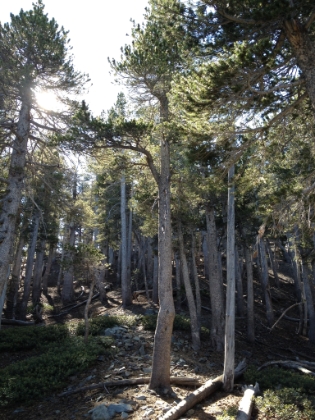 I love the trees near the top of Pine Mtn.