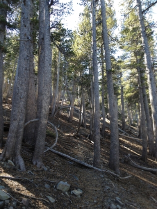 The trail heading up through more great trees.