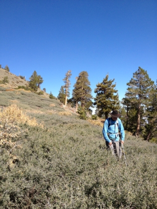 Dad making his way through dense brush near Dawson Peak. Walking through this stuff is like rubbing your legs with a cheese grater.