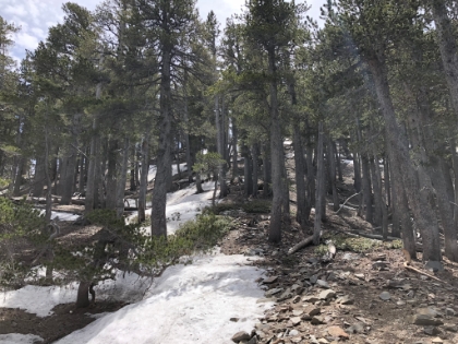 The snow patches get more frequent through the trees.