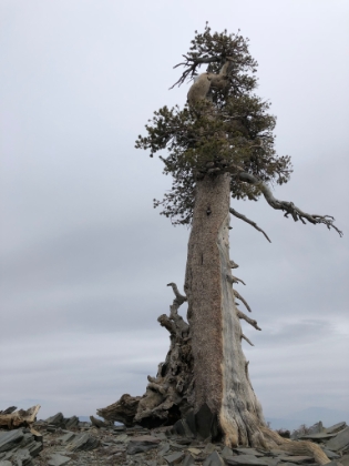 I love the gnarled trees up here.