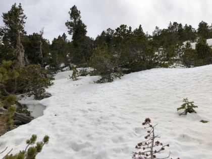 The snow patches are getting bigger. There are footprints, but old melted ones. Looks like noone has been up this way for a little while.