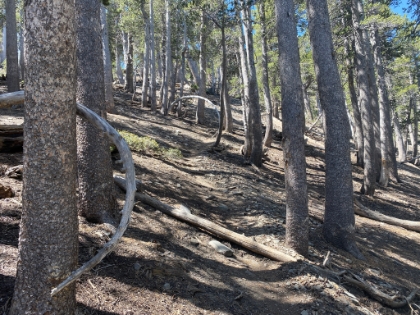 Always love these trees.