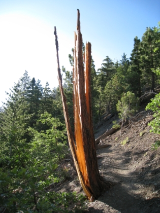 I can never have enough pictures of cool looking trees.