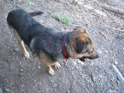 Our hiking companion for the day. A big Sherman Shepherd named Charlie that was wandering around on the trail. It started following us early in the morning, just out of Wrightwood. We tried calling the phone number on the dog tag but couldn't get through, and then we lost cell coverage. He followed us about 2/3 of the way to the top until we handed him off to a group going down. A little while later, he was right back with us. Then he went with another group again and we didn't see him for a while. When we finally reached the summit, he was already up there. Hopefully he made it back down and to his owner.