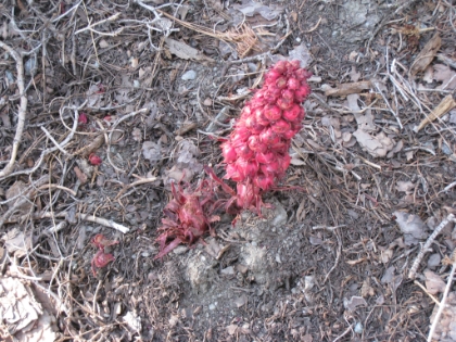 More snow plants in August. Definitely a cold summer.