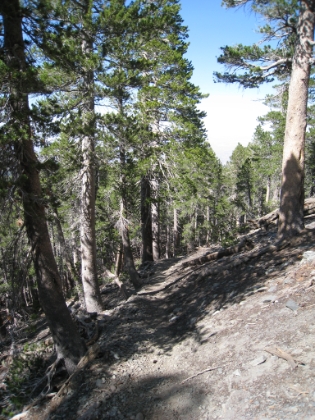 The trail just below the top of Pine Mtn.