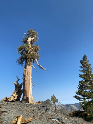 I always love the gnarled old trees up here.