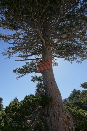 Heading up to the Backbone Trail. Now out of the ski area and finally back onto nice singletrack.