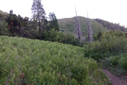 Down to meadows at Bear Flat, the only solid patch of green I've seen all day. The temperature finally starts to drop as the sun dips below the ridge. And as soon as the temperature dropped, I started producing a little saliva again. Very interesting.