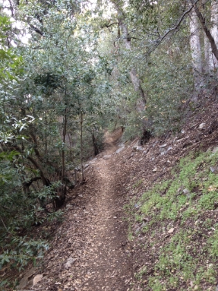 Some fantastic single track.