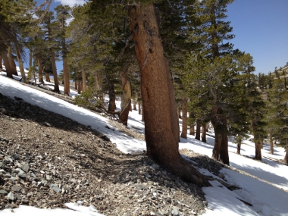 There was a late snow this year and we weren't sure what conditions would be like up here. We started to hit some heavier snow, but nothing that slowed us down much.