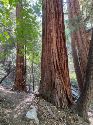 Great singletrack the whole way.