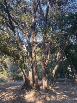 Heading down now. I always love this tree.