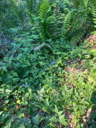 But then the trail just completely disappears in a sea of Poison Oak. So I had to turn back and go the other way. It added a little distance, but was still a fun day!