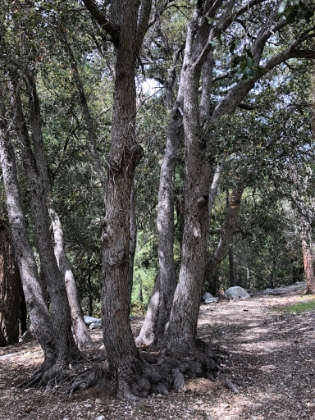 A whole family of oak trees.