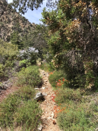 A little bit of spring color.