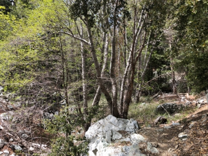 A great area of foliage before making the last big climb up to the saddle.