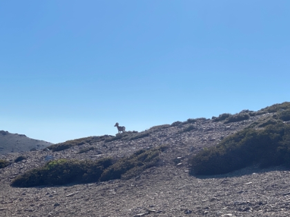 I was rewarded for my second summit by seeing some Bighorn Sheep.