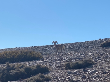 They're rare to see around here, and I was able to get pretty close.