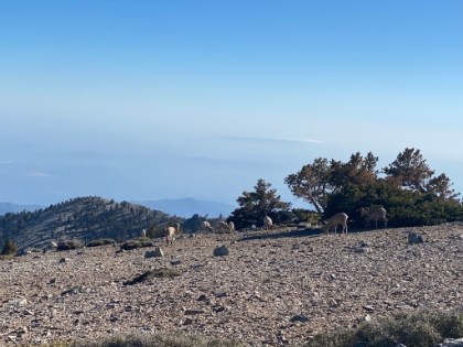 And then I saw a whole herd of 10 of them! By far the most I've ever seen at once.