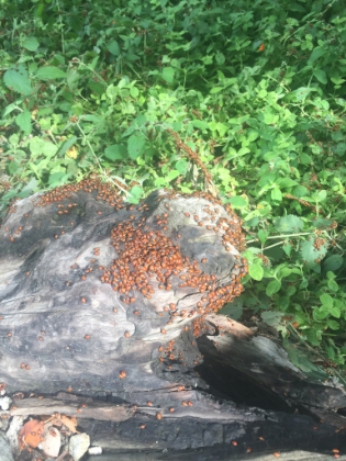 Swarms of lady bugs here for some reason. Thousands of them all around these bushes.