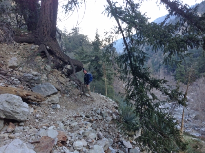 There's some gnarly trees all along the trail here.