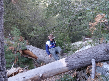 Dad navigating the treefall.