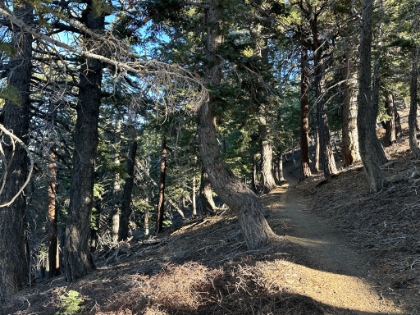 Getting into some beautiful rolling single track now.