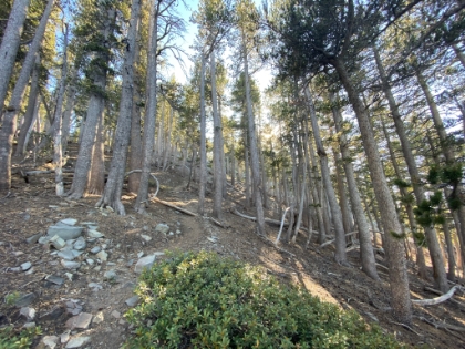 I always love this section of trees.