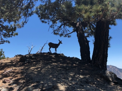 A rare deer sighting on the front side of Baldy. I wonder if this is the same one I saw last time? S/he isn't looking too healthy :(