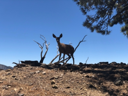 S/he let me get really close.