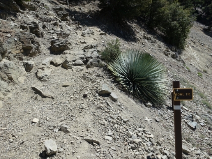 Heading-up the not very well marked Baldy Bowl trail. It gets much less traffic than the Backbone route from the ski resort.