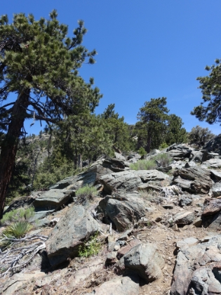 A typical section of "trail" higher up the ridge.