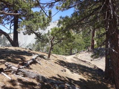Starting to get into some tree cover higher up the ridge.