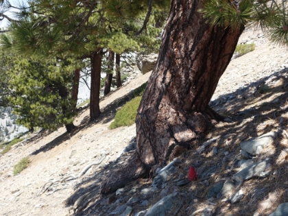 One of the last snowplants of the season in a shady area along the steep ridge.