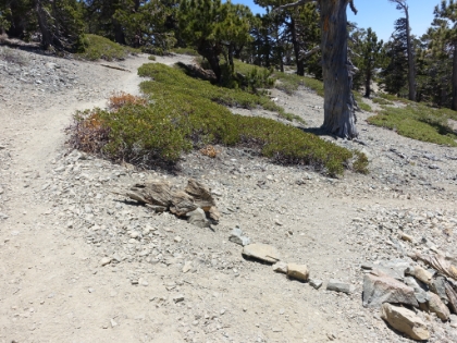 Getting ready to head back down the Register Ridge trail. Hopefully most people never explore what's on the other side of the rock line!
