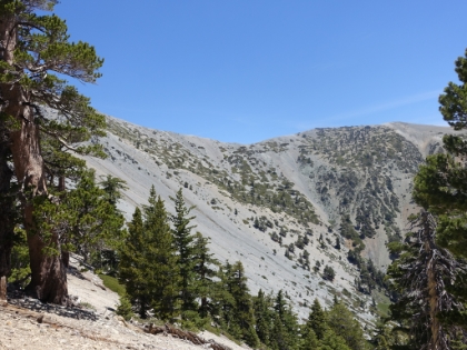 Great views alongside Baldy Bowl. In the winter, the mountaineering folks head straight up that slope and then glissade over 1,000' all the way down. I haven't got around to trying that yet. Sounds fun.