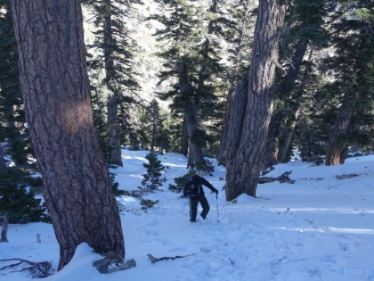 Almost to the rim. We cut what would normally be switchbacks and head straight up the slope.