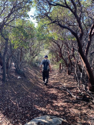 Strolling down the manzanita tunnel.