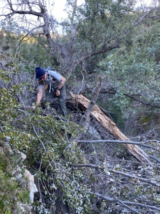 Back over the tree obstacle course.