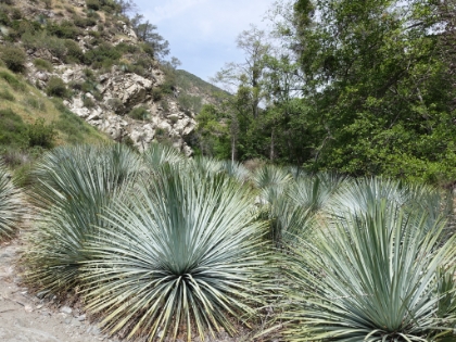 At this point, we got off trail again. I'm pretty sure I made the exact same mistake last time I was here and had to navigate through this same forest of Yucca.