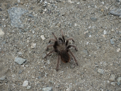 We came across a cute little tarantula.
