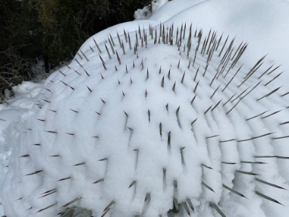 This yucca looks like some sort of booby trap ready to spring!