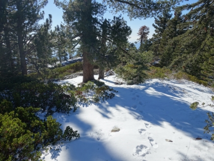 The only tracks here are mine, so definitely no other humans have been up here since the snow a couple days ago.